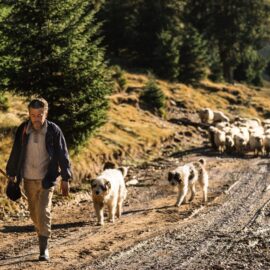 Shepard leading flock of sheep