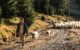 Shepard leading flock of sheep